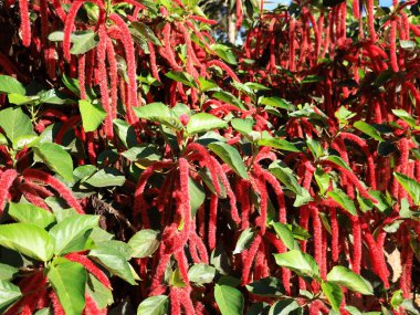 Santa Cruz de Tenerife Palmetumu 120.000 metrelik bir botanik bahçesidir. 