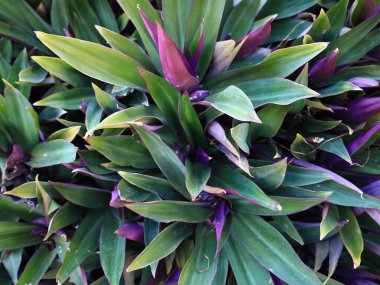 Santa Cruz de Tenerife Palmetumu 120.000 metrelik bir botanik bahçesidir. 