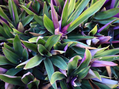 Santa Cruz de Tenerife Palmetumu 120.000 metrelik bir botanik bahçesidir. 