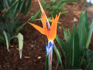 Kanaryaların İspanyol takımadalarında yer alan Loro Park 'taki bitkilere bakın. Tenerife adasında, Puerto de la Cruz' un eteklerinde.