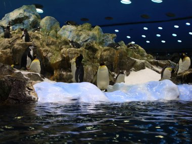 Kanaryaların İspanyol takımadalarında yer alan, Puerto de la Cruz 'un dışındaki Tenerife adasındaki Loro Park' taki bir hayvana bakın.