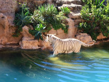 Kanaryaların İspanyol takımadalarında yer alan, Puerto de la Cruz 'un dışındaki Tenerife adasındaki Loro Park' taki bir hayvana bakın.