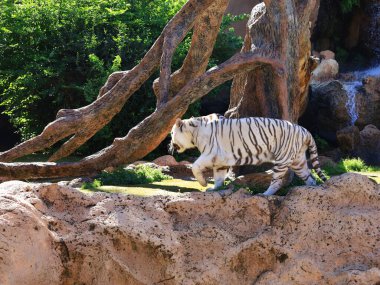 Kanaryaların İspanyol takımadalarında yer alan, Puerto de la Cruz 'un dışındaki Tenerife adasındaki Loro Park' taki bir hayvana bakın.