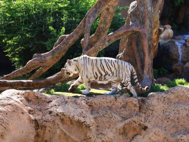 Kanaryaların İspanyol takımadalarında yer alan, Puerto de la Cruz 'un dışındaki Tenerife adasındaki Loro Park' taki bir hayvana bakın.