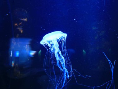 Kanaryaların İspanyol takımadalarında yer alan, Puerto de la Cruz 'un dışındaki Tenerife adasındaki Loro Park' taki bir hayvana bakın.