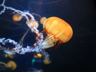 Kanaryaların İspanyol takımadalarında yer alan, Puerto de la Cruz 'un dışındaki Tenerife adasındaki Loro Park' taki bir hayvana bakın.