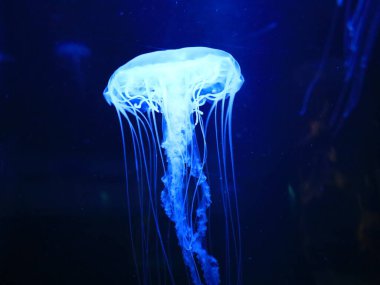 Kanaryaların İspanyol takımadalarında yer alan, Puerto de la Cruz 'un dışındaki Tenerife adasındaki Loro Park' taki bir hayvana bakın.