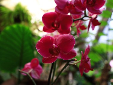 Kanaryaların İspanyol takımadalarında yer alan Loro Park 'taki bitkilere bakın. Tenerife adasında, Puerto de la Cruz' un eteklerinde.