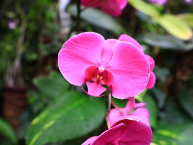 Kanaryaların İspanyol takımadalarında yer alan Loro Park 'taki bitkilere bakın. Tenerife adasında, Puerto de la Cruz' un eteklerinde.