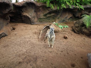 Kanaryaların İspanyol takımadalarında yer alan, Puerto de la Cruz 'un dışındaki Tenerife adasındaki Loro Park' taki bir hayvana bakın.