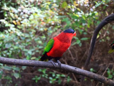 Kanaryaların İspanyol takımadalarında yer alan, Puerto de la Cruz 'un dışındaki Tenerife adasındaki Loro Park' taki bir hayvana bakın.