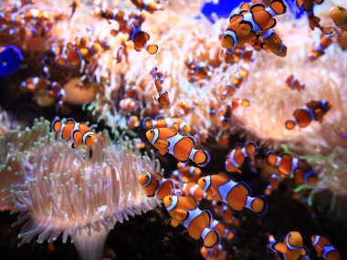 Kanaryaların İspanyol takımadalarında yer alan, Puerto de la Cruz 'un dışındaki Tenerife adasındaki Loro Park' taki bir hayvana bakın.