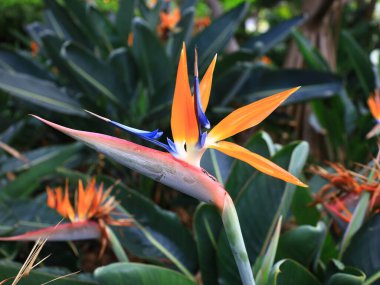 La Orotava 'nın İklimlendirme Bahçesi' ndeki bitkilerin manzarası Tenerife Kanarya Adası 'ndaki Puerto de la Cruz' da bulunan bir botanik bahçesidir.