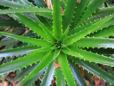 La Orotava 'nın İklimlendirme Bahçesi' ndeki bitkilerin manzarası Tenerife Kanarya Adası 'ndaki Puerto de la Cruz' da bulunan bir botanik bahçesidir.