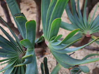La Orotava 'nın İklimlendirme Bahçesi' ndeki bitkilerin manzarası Tenerife Kanarya Adası 'ndaki Puerto de la Cruz' da bulunan bir botanik bahçesidir.