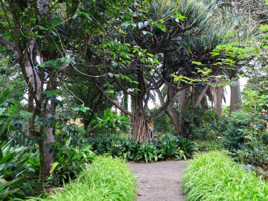 La Orotava 'nın İklimlendirme Bahçesi' ndeki bitkilerin manzarası Tenerife Kanarya Adası 'ndaki Puerto de la Cruz' da bulunan bir botanik bahçesidir.