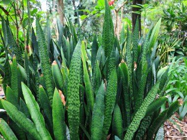 La Orotava 'nın İklimlendirme Bahçesi' ndeki bitkilerin manzarası Tenerife Kanarya Adası 'ndaki Puerto de la Cruz' da bulunan bir botanik bahçesidir.