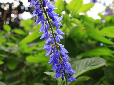 La Orotava 'nın İklimlendirme Bahçesi' ndeki bitkilerin manzarası Tenerife Kanarya Adası 'ndaki Puerto de la Cruz' da bulunan bir botanik bahçesidir.