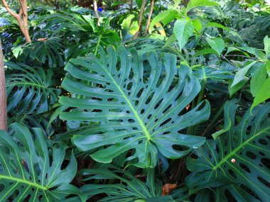 La Orotava 'nın İklimlendirme Bahçesi' ndeki bitkilerin manzarası Tenerife Kanarya Adası 'ndaki Puerto de la Cruz' da bulunan bir botanik bahçesidir.