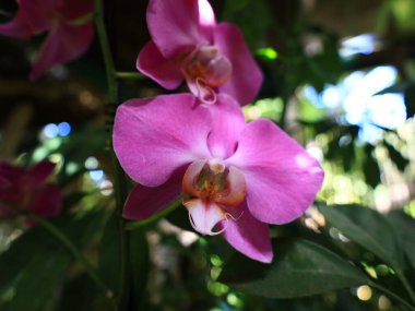 La Orotava 'nın İklimlendirme Bahçesi' ndeki bitkilerin manzarası Tenerife Kanarya Adası 'ndaki Puerto de la Cruz' da bulunan bir botanik bahçesidir.