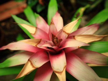 La Orotava 'nın İklimlendirme Bahçesi' ndeki bitkilerin manzarası Tenerife Kanarya Adası 'ndaki Puerto de la Cruz' da bulunan bir botanik bahçesidir.