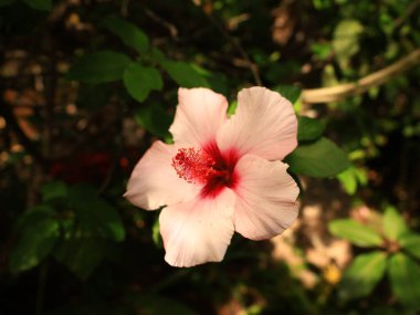La Orotava 'nın İklimlendirme Bahçesi' ndeki bitkilerin manzarası Tenerife Kanarya Adası 'ndaki Puerto de la Cruz' da bulunan bir botanik bahçesidir.