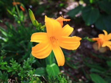La Orotava 'nın İklimlendirme Bahçesi' ndeki bitkilerin manzarası Tenerife Kanarya Adası 'ndaki Puerto de la Cruz' da bulunan bir botanik bahçesidir.