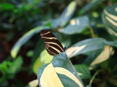 Mariposario del Drago 'daki kelebeğe bakın. Tenerife' de bir kelebek bahçesi. Dünyanın her yerinden eşsiz örnekler barındırıyor..