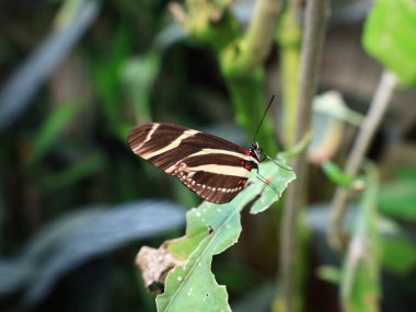 Mariposario del Drago 'daki kelebeğe bakın. Tenerife' de bir kelebek bahçesi. Dünyanın her yerinden eşsiz örnekler barındırıyor..