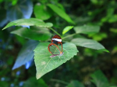 Mariposario del Drago 'daki kelebeğe bakın. Tenerife' de bir kelebek bahçesi. Dünyanın her yerinden eşsiz örnekler barındırıyor..