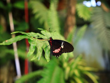 Mariposario del Drago 'daki kelebeğe bakın. Tenerife' de bir kelebek bahçesi. Dünyanın her yerinden eşsiz örnekler barındırıyor..