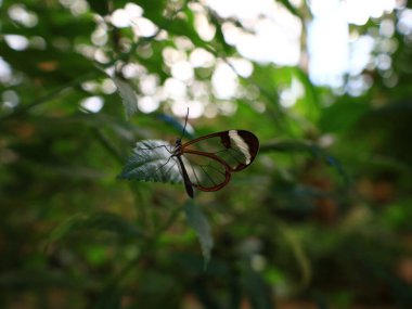 Mariposario del Drago 'daki kelebeğe bakın. Tenerife' de bir kelebek bahçesi. Dünyanın her yerinden eşsiz örnekler barındırıyor..