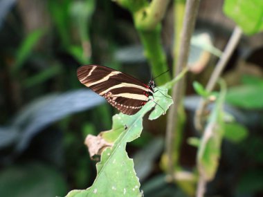 Mariposario del Drago 'daki kelebeğe bakın. Tenerife' de bir kelebek bahçesi. Dünyanın her yerinden eşsiz örnekler barındırıyor..