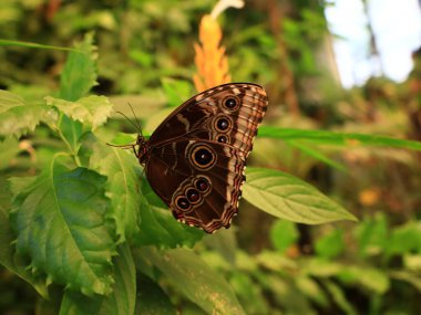 Mariposario del Drago 'daki kelebeğe bakın. Tenerife' de bir kelebek bahçesi. Dünyanın her yerinden eşsiz örnekler barındırıyor..