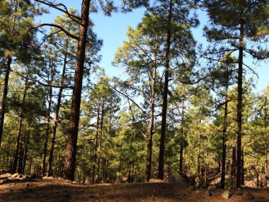 Teide Ulusal Parkı Tenerife, Kanarya Adaları 'nda bulunan ulusal parktır. Ulusal park İspanya' nın 3,718 metre yüksekliğindeki Teide Dağı 'nın merkezindedir.