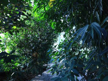Jardin des Serres d 'Auteuil, 16. bölgede Bois de Boulogne' un güney ucunda yer alan büyük bir sera kompleksi içinde yer alan bir botanik bahçesidir.