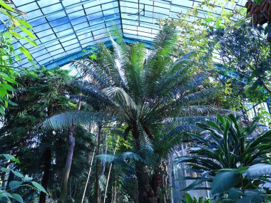 Jardin des Serres d 'Auteuil, 16. bölgede Bois de Boulogne' un güney ucunda yer alan büyük bir sera kompleksi içinde yer alan bir botanik bahçesidir.