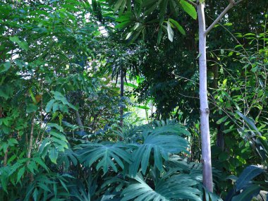 Jardin des Serres d 'Auteuil, 16. bölgede Bois de Boulogne' un güney ucunda yer alan büyük bir sera kompleksi içinde yer alan bir botanik bahçesidir.