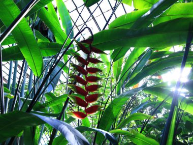 Jardin des Serres d 'Auteuil, 16. bölgede Bois de Boulogne' un güney ucunda yer alan büyük bir sera kompleksi içinde yer alan bir botanik bahçesidir.
