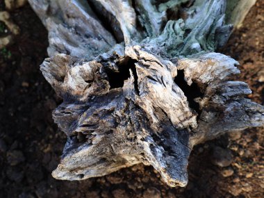 Jardin des Serres d 'Auteuil, Paris' in 16. bölgesinde Bois de Boulogne 'un güney ucunda yer alan büyük bir sera kompleksi içinde yer alan bir botanik bahçesidir.