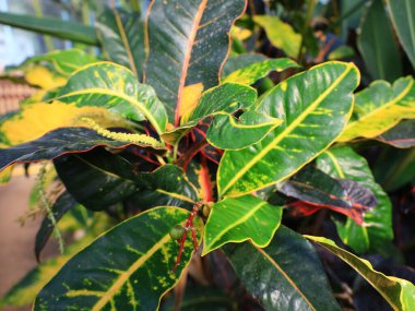 Jardin des Serres d 'Auteuil, Paris' in 16. bölgesinde Bois de Boulogne 'un güney ucunda yer alan büyük bir sera kompleksi içinde yer alan bir botanik bahçesidir.