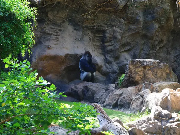 Kanaryaların İspanyol takımadalarında yer alan, Puerto de la Cruz 'un dışındaki Tenerife adasındaki Loro Park' taki bir hayvana bakın.