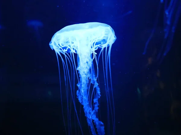 Kanaryaların İspanyol takımadalarında yer alan, Puerto de la Cruz 'un dışındaki Tenerife adasındaki Loro Park' taki bir hayvana bakın.