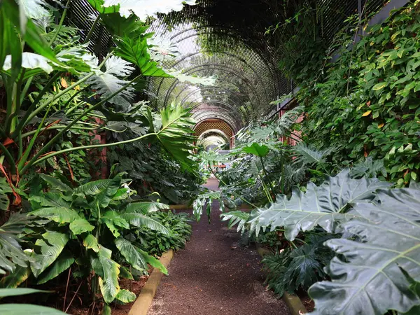 La Orotava 'nın İklimlendirme Bahçesi' ndeki bitkilerin manzarası Tenerife Kanarya Adası 'ndaki Puerto de la Cruz' da bulunan bir botanik bahçesidir.