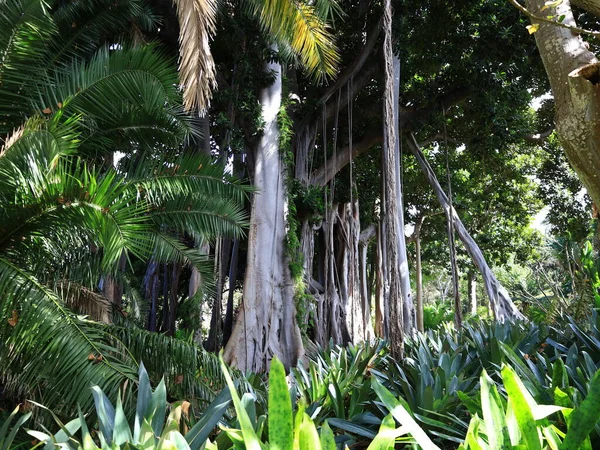 La Orotava 'nın İklimlendirme Bahçesi' ndeki bitkilerin manzarası Tenerife Kanarya Adası 'ndaki Puerto de la Cruz' da bulunan bir botanik bahçesidir.