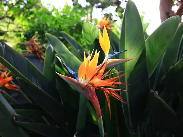 La Orotava 'nın İklimlendirme Bahçesi' ndeki bitkilerin manzarası Tenerife Kanarya Adası 'ndaki Puerto de la Cruz' da bulunan bir botanik bahçesidir.