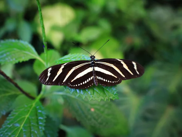 Mariposario del Drago 'daki kelebeğe bakın. Tenerife' de bir kelebek bahçesi. Dünyanın her yerinden eşsiz örnekler barındırıyor..