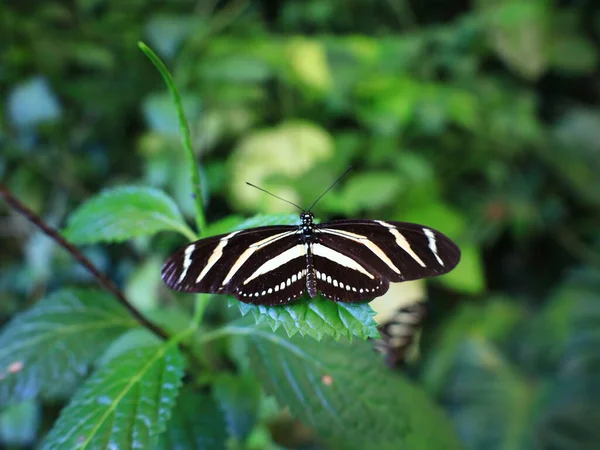 Mariposario del Drago 'daki kelebeğe bakın. Tenerife' de bir kelebek bahçesi. Dünyanın her yerinden eşsiz örnekler barındırıyor..