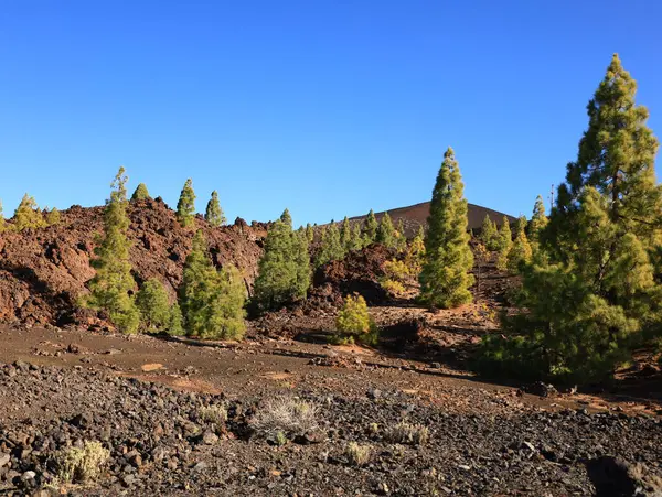 Teide Ulusal Parkı Tenerife, Kanarya Adaları 'nda bulunan ulusal parktır. Ulusal park İspanya' nın 3,718 metre yüksekliğindeki Teide Dağı 'nın merkezindedir.