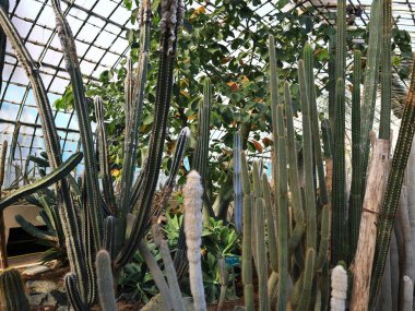 Jardin des Serres d 'Auteuil, Paris' in 16. bölgesinde Bois de Boulogne 'un güney ucunda yer alan büyük bir sera kompleksi içinde yer alan bir botanik bahçesidir.